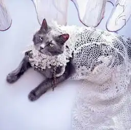 从流浪猫到时尚网红的逆袭之路