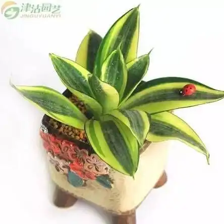 最适合在办公室种植的九种植物