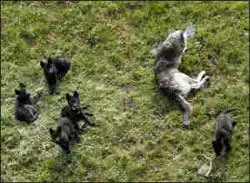 美公园大批幼狼离奇死亡疑似犬类疾病所致