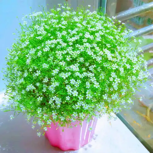 满天星种子易爆盆四季种易活开花不断室内阳台盆栽种子观花卉植物