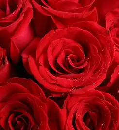 平安白金卡牵手一生红玫瑰19枝,满天星围绕