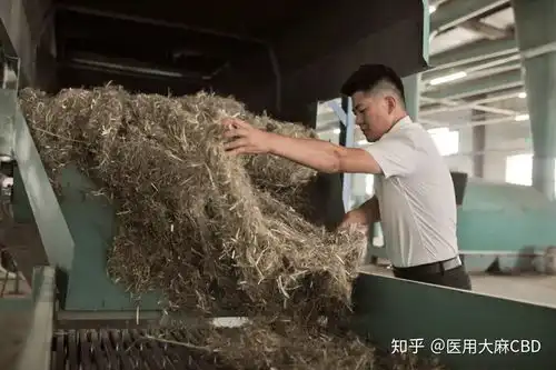 未来纺织面料之王,是棉花还是大麻
