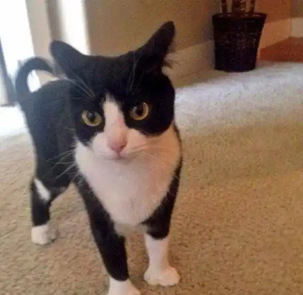 网友家的猫咪竟然长了一个大拇指能点赞朋友圈吗