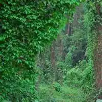 微信常春藤头像高清常春藤花朵图片大全