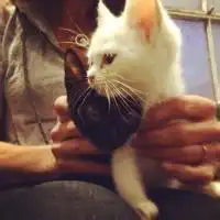 抱小猫的头像小猫头像