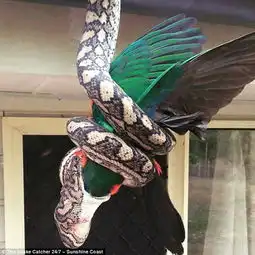 澳大利亚蟒蛇吞食半米高鹦鹉吞食全程被镜头记录下