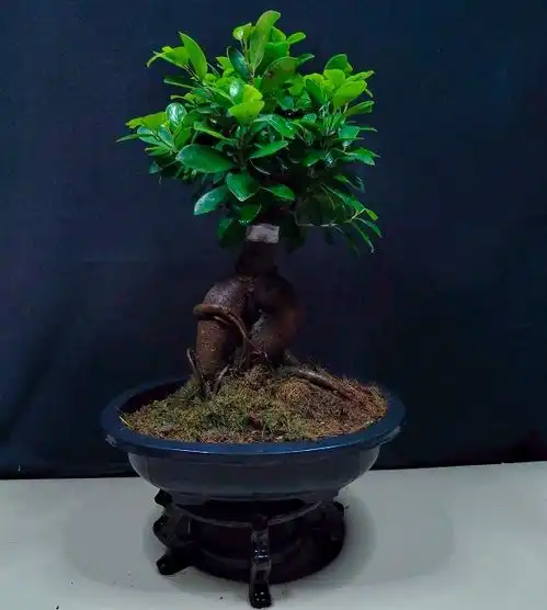 盆景欣赏阳台的盆景形态优雅大方,浑然天成,盆景让人赏心悦目