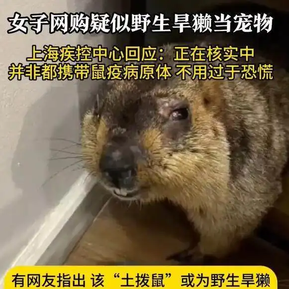 看哪吒2后网购土拨鼠紧急提醒携带鼠疫可致人死亡
