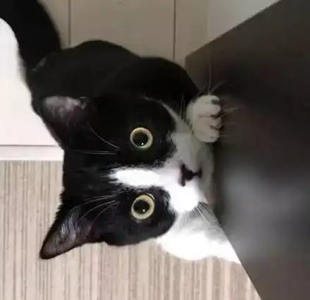 这两只短腿猫,其中还有奶牛猫,简直分分钟引人犯罪