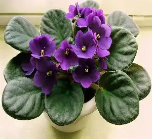紫罗兰十字花科草本植物