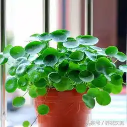 6种直接丢在水里也能长得很好的植物,根本不用管