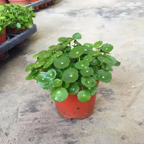 4种花爱喝水,浇水越勤,长得越好,缺水就黄叶枯萎