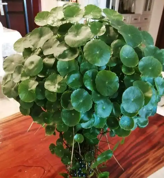 铜钱草叶片越长越小3件小事别忘做,叶片大又圆,年年爆盆