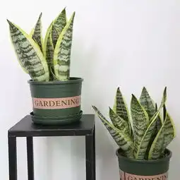 植物记虎尾兰