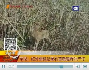 罕见石首麋鹿野外产仔红外相机记录全过程