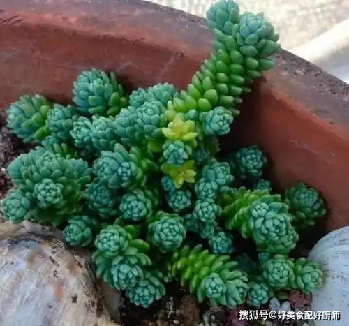 夏季浇花有技巧,2多2少要记牢植物长得绿油油,年年都实用