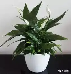 长寿花铜钱草白掌,那么好养还被你养死,到底咋回事