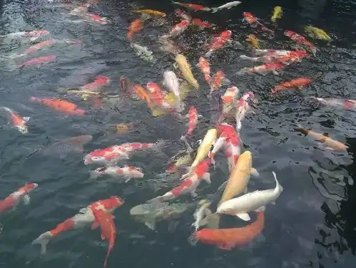 谁说锦鲤不是男人的宠儿这样不就好了.......