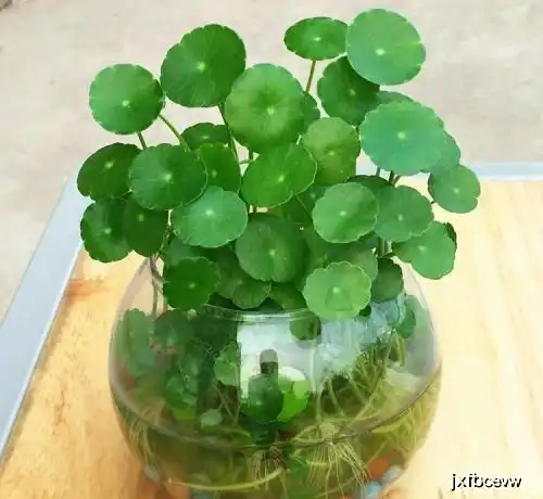 铜钱草生长不旺盛,那就需要做好这几点