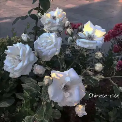 测试一个超长简介的文章