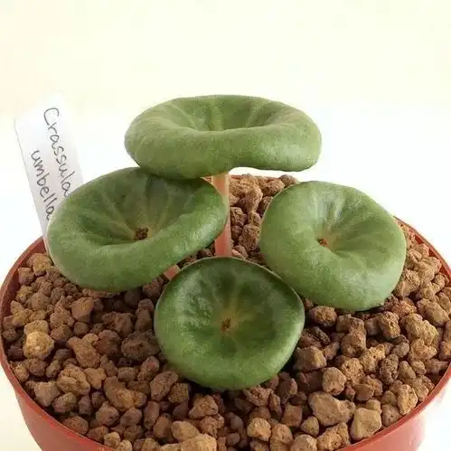 11款猎奇植物,给你不一样的室内装扮
