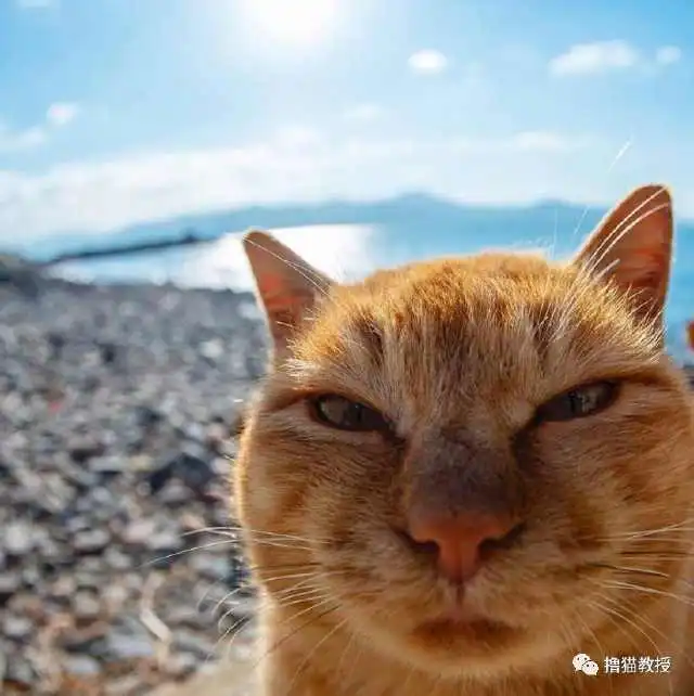 这群橘猫不仅外表可爱,更重要的是还又大又圆