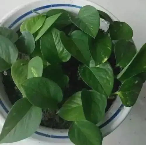 用瓷盆养花,注意一个小技巧,花儿才能长势旺,根壮叶绿开花多