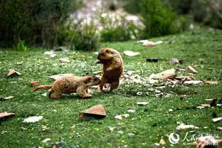 暑期将至四川甘孜风景如画迎四方游客