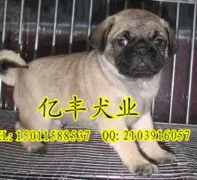 黄页88高清图片