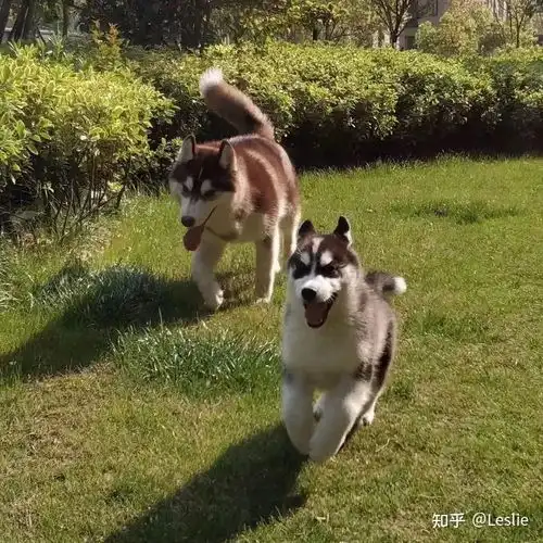 有哪些颜值超高的狗狗
