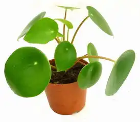 这是什么植物