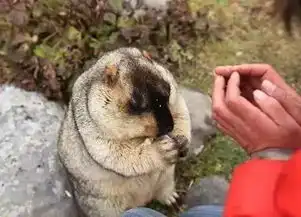 咱俩分手吧,因为你是甘孜人