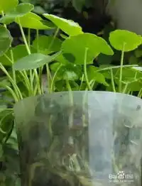 铜钱草简单的扦插方法