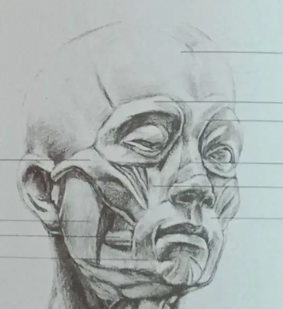 素描石膏像写生画法步骤与人物肖像写生技法
