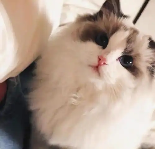 唤醒猫咪好食欲,猫森林用心制作好粮食