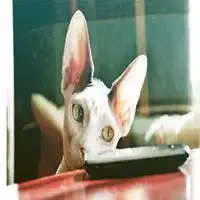 斯芬克斯猫社会头像微信头像图片大全