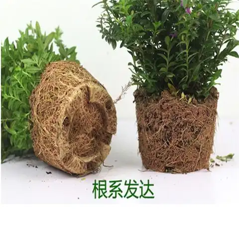满天星盆栽室内花卉四季开花植物阳台绿植满天星花苗