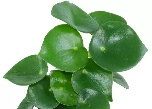 刚养花分不清铜钱草和镜面草,养几年后,分不清镜面草和荷叶椒草