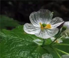 越是不起眼的存在,越是神奇特别的奇迹