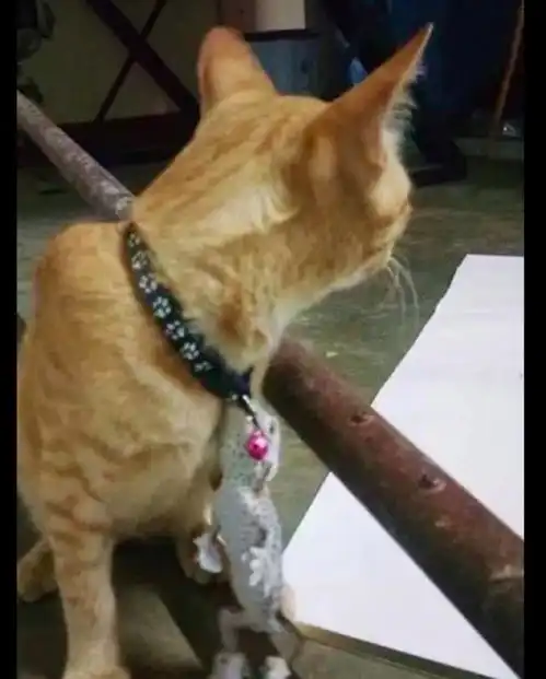 猫咪跑出去玩,回来后脖子上的铃铛竟挂着一只蜥蜴,项链很酷啊