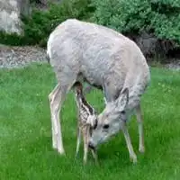 做了妈妈的女生头像微信头像图片大全