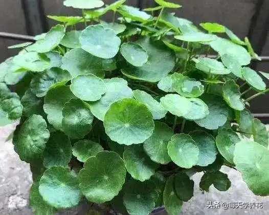 铜钱草叶子越养越小记住一句话,照着养,叶子肥厚又油亮