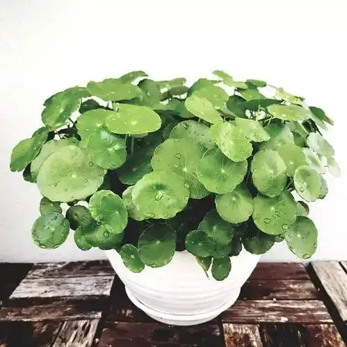 铜钱草变美攻略