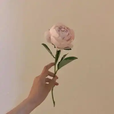 带来好运的微信头像花微信最吉利的好看头像