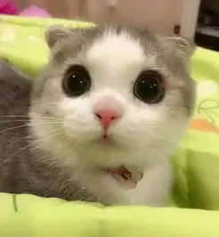 这只猫的眼睛太漂亮了,光盯着看就想把全世界都给它了...