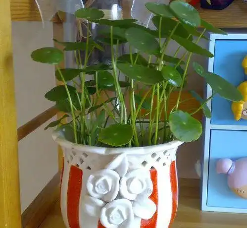 这4种水培植物最适合懒人养,扔水里就能爆盆,养一盆试试