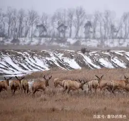 江苏盐城大丰麋鹿自然保护区银装素裹麋鹿成风雪中最美的精灵