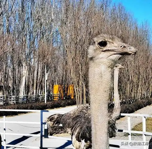 顺义动物星世界,北京新晋大型遛娃基地,巨大海龟与老虎触手可及