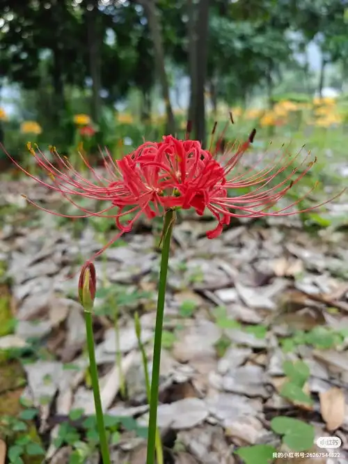 红色的彼岸花又叫曼珠沙华,别称红花石蒜,3汶川植物园创始人来自小红书网页版摄影彼岸花