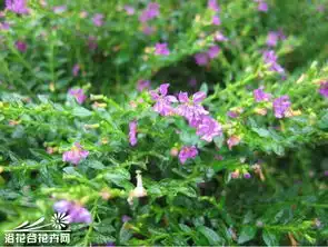 细叶萼距花图片